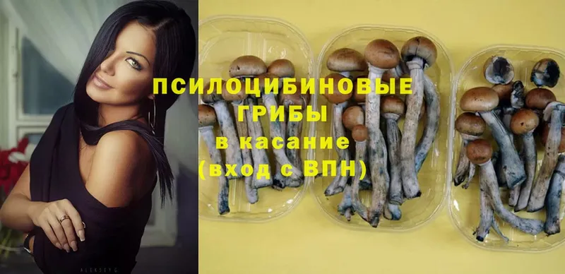 Галлюциногенные грибы Psilocybe  Заозёрск 